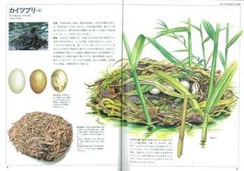鳥と卵と巣の大図鑑 世界６５５種／吉村卓三(著者),鈴木まもる,林良博 鳥と卵と巣の大図鑑(吉村卓三 著 ; 鈴木まもる 絵・構成 ; 林